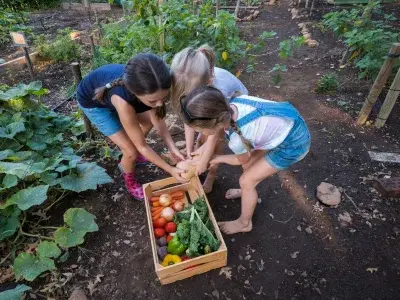 Three homeschooled girls in garden picking vegetables