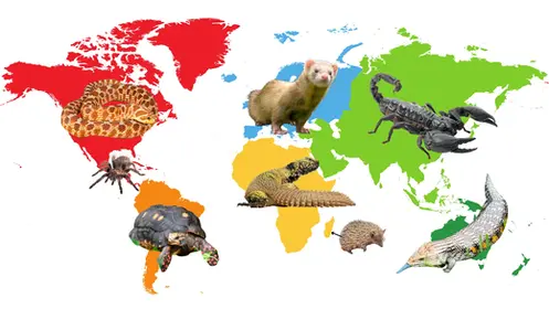 Animals From Around the World - Featuring Live Animals