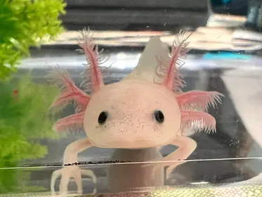 All About Axolotls - Featuring Live Axolotls