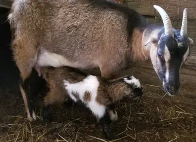 Beyond Kidding: Dairy Goat Breeding, Birthing & Milking