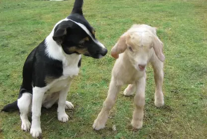 Farm Animals for Young Learners