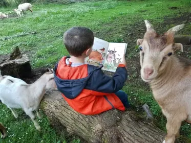 Practical Homesteading: Story Time on the Farm