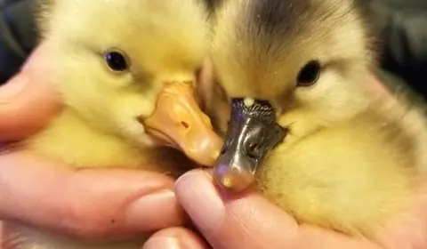 Practical Homesteading: Tiny Happy Peepers: Caring for Baby Chicks, Ducklings, and Goslings!