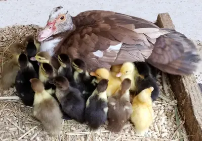 Practical Homesteading: Ducks for Young Learners (3-8) - With Live Ducks!