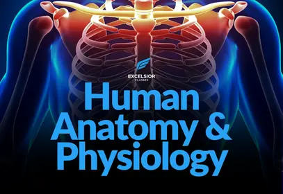 Human Anatomy and Physiology - High School Science