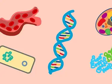 Concepts in Biology - High School Biology Part 2