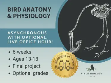 Ornithologist in Training: Bird Anatomy and Physiology