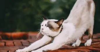 Waldorf Animal Yoga and Meditation