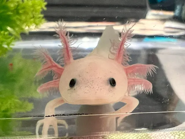 All About Axolotls - Featuring Live Axolotls