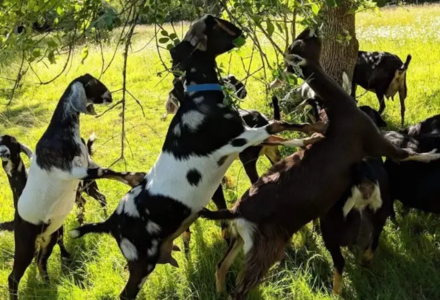 Practical Homesteading: The Happy Goatherd: Goat Keeping Basics