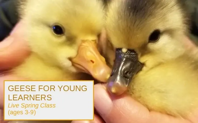 Practical Homesteading: Geese for Young Learners