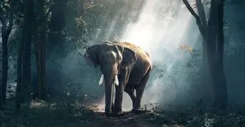 Waldorf Inspired Secrets of the Elephants Documentary Study